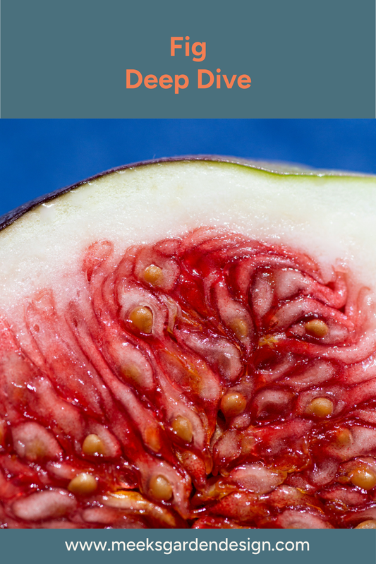 Fig Jujube Deep Dive