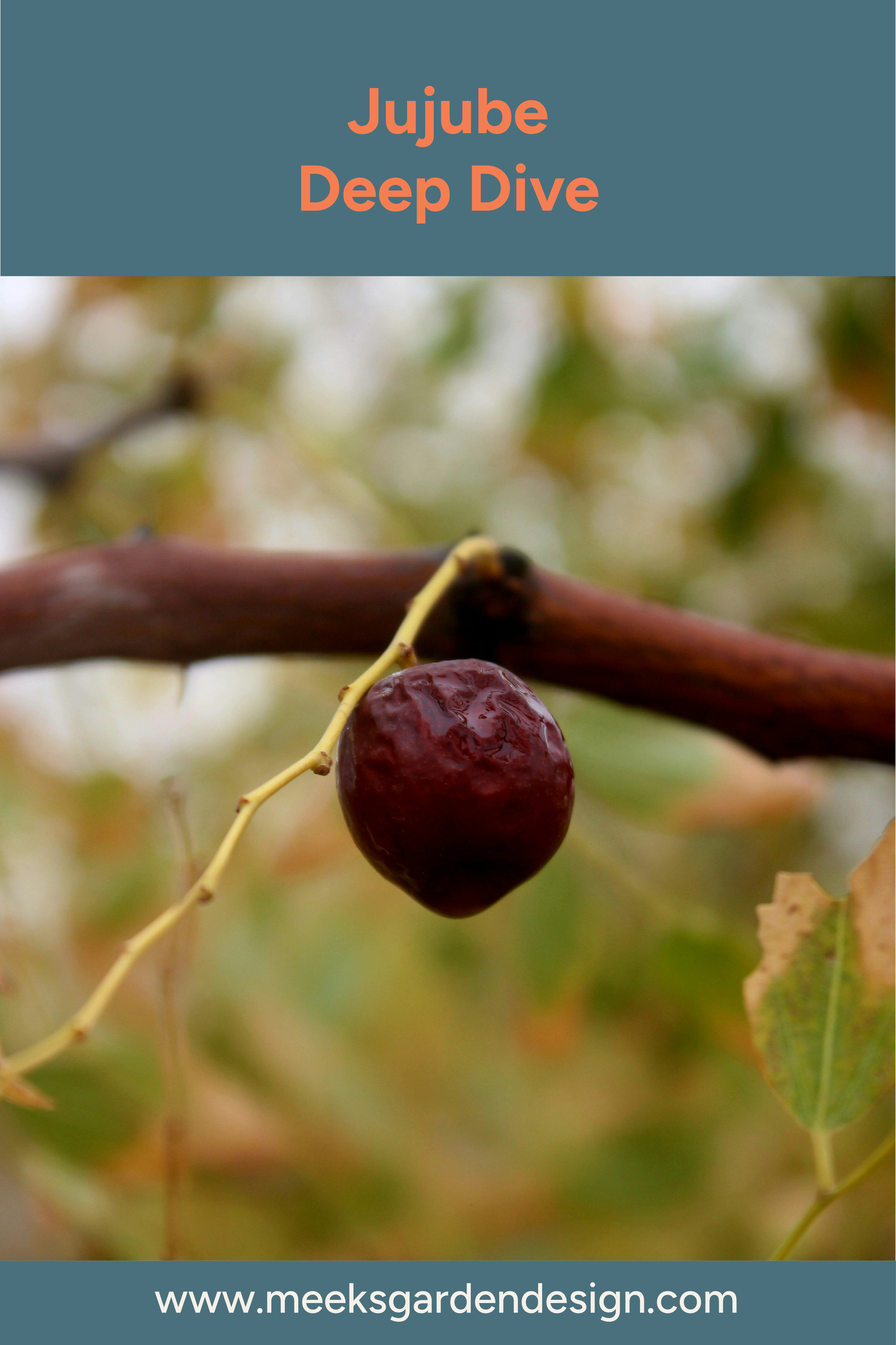 Jujube Deep Dive