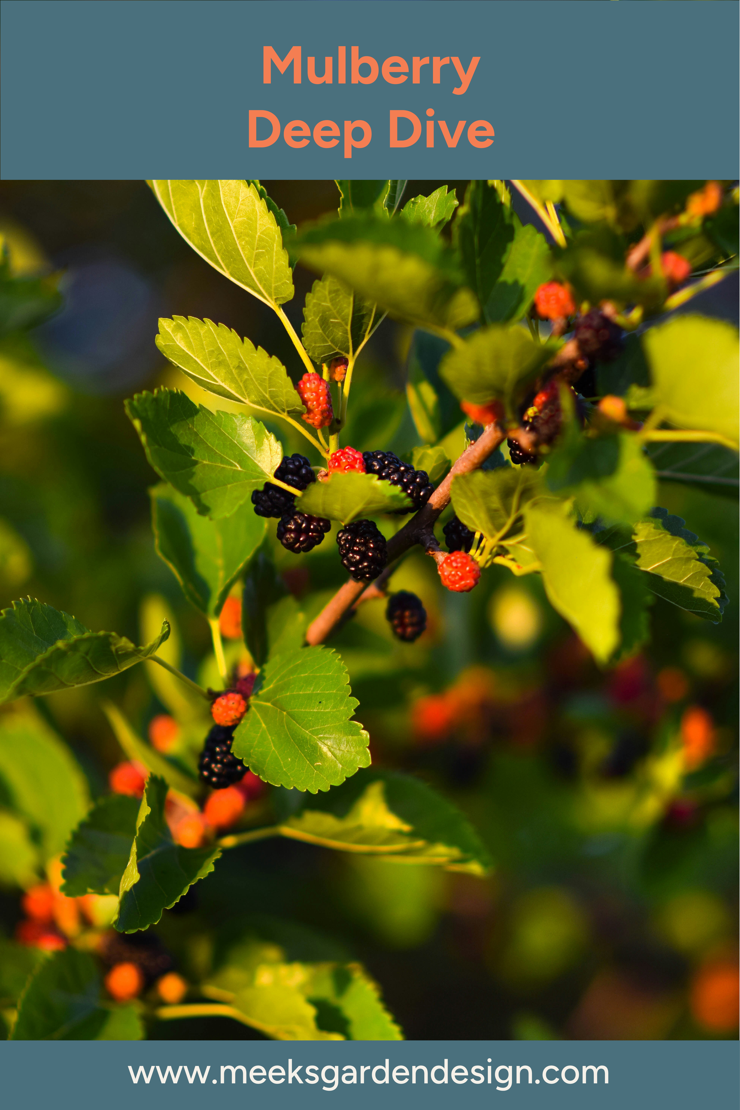 Mulberries Deep Dive