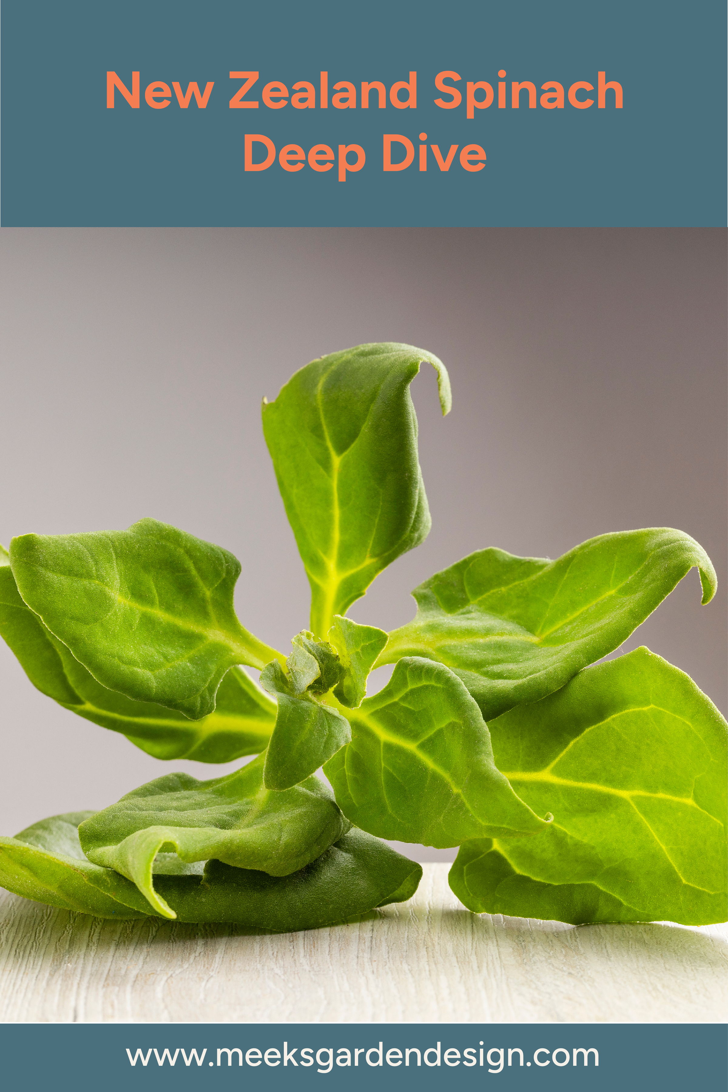 New Zealand Spinach Deep Dive