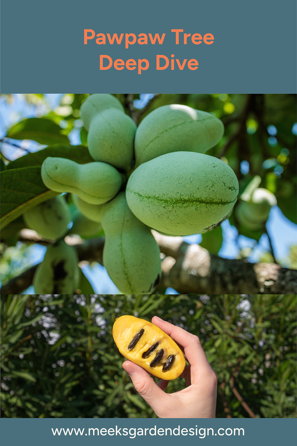 Pawpaw Tree Deep Dive