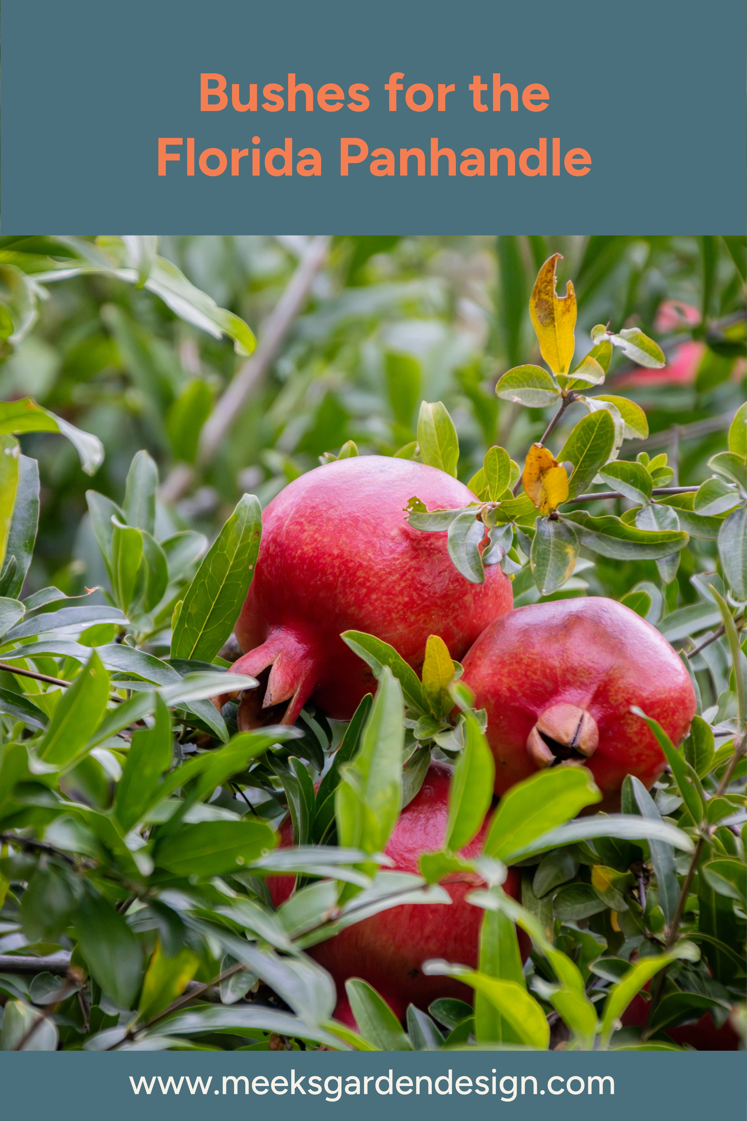 Bushes for the Florida Panhandle