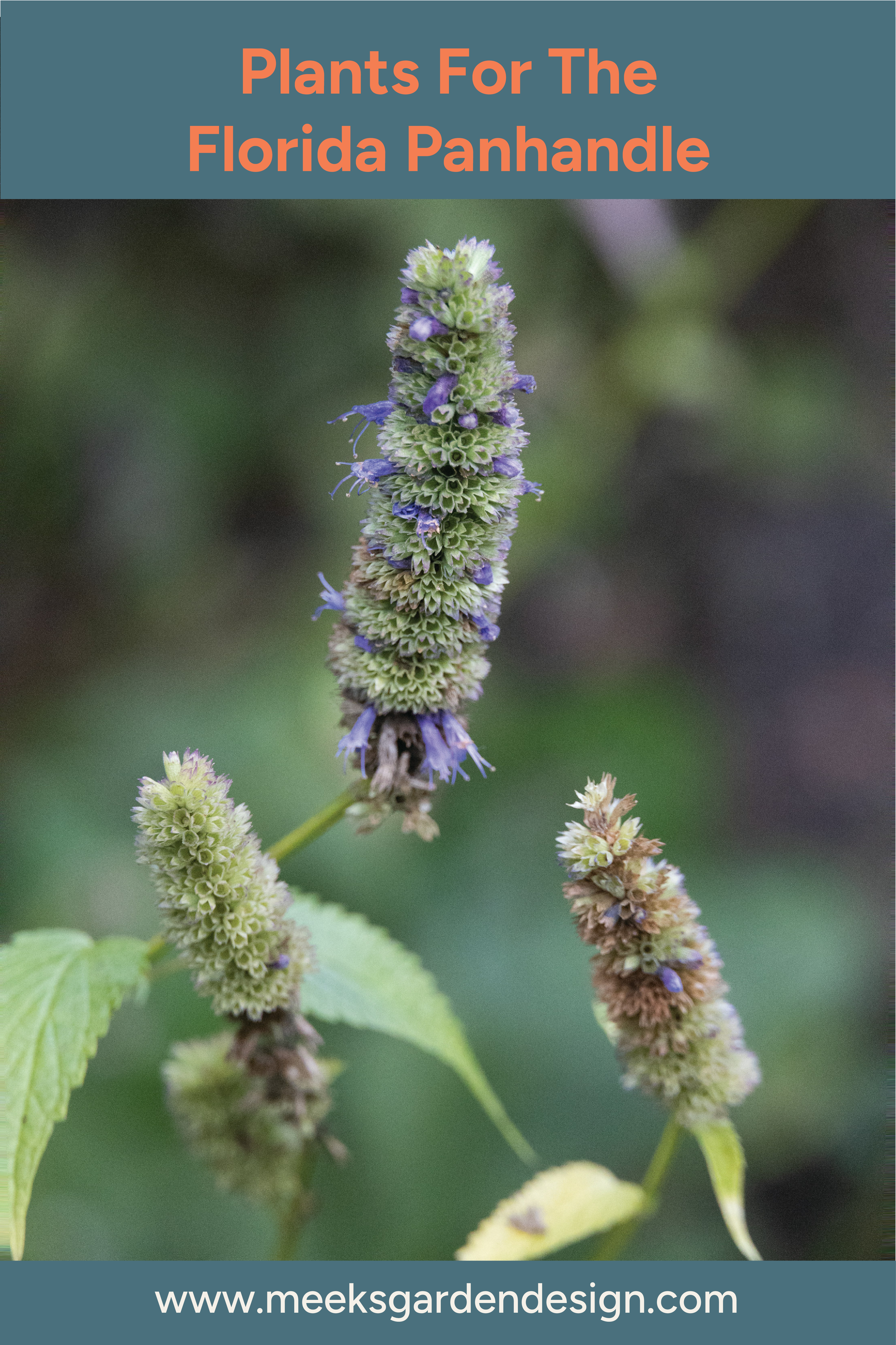 Plants for the Florida Panhandle